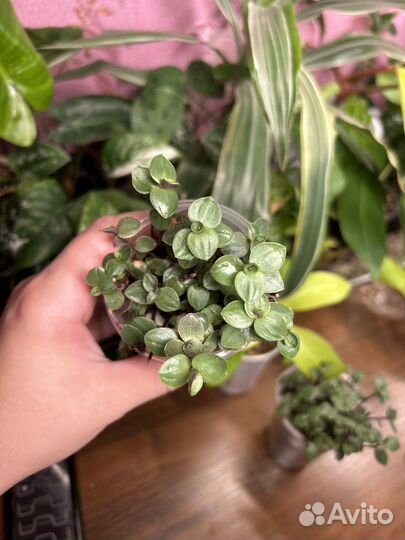 Комнатные цветы