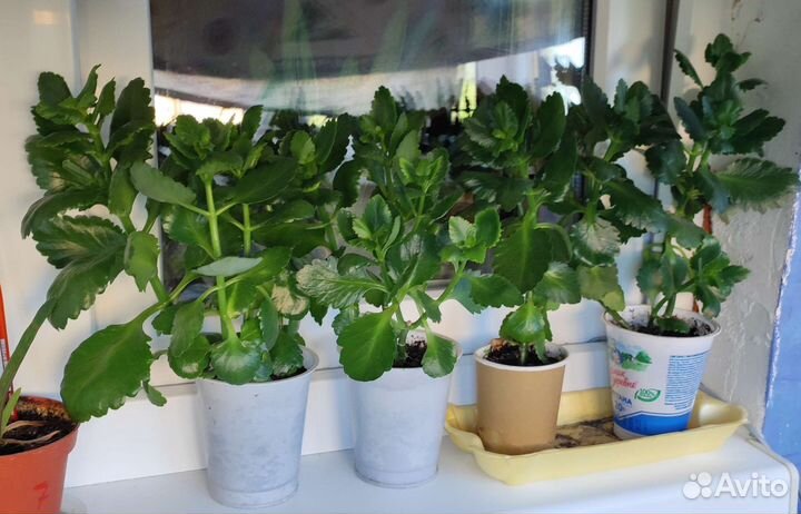 Комнатные цветы