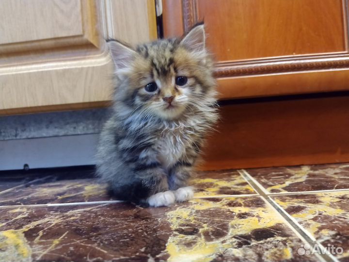 Пушистый котенок