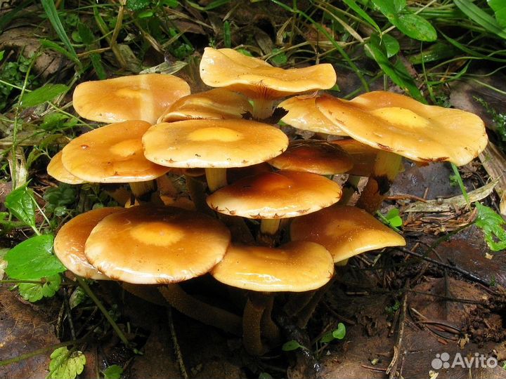 Грибница летних опят