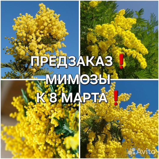 Мимозы опт Пугачёв