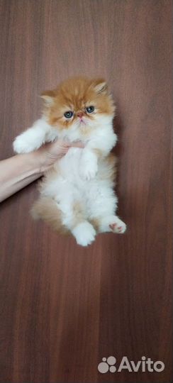 Вязка. Персидский кот
