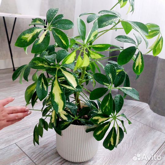 Цветок шефлера