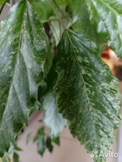 Роза китайская