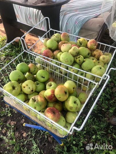 Яблоки бесплатно