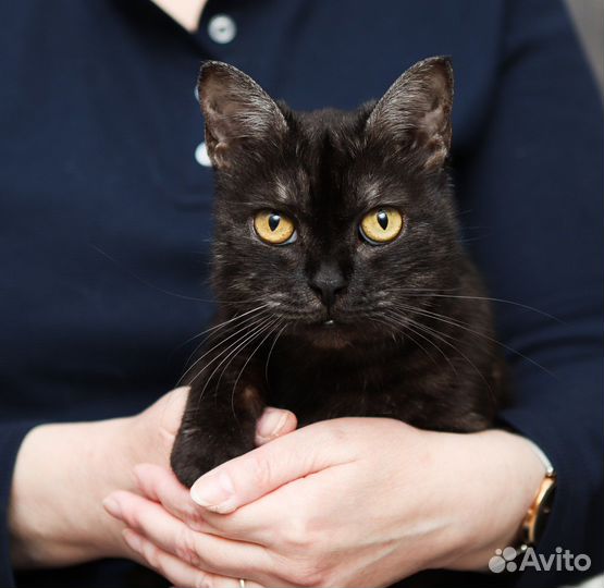Кошечка в добрые руки