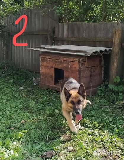 Немецкая овчарка