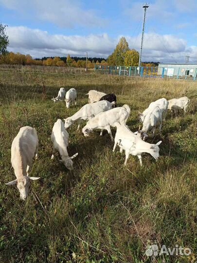 Продам козлят