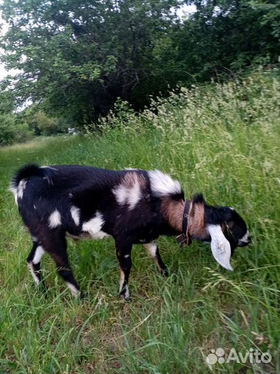 Козы, козёл, козлята