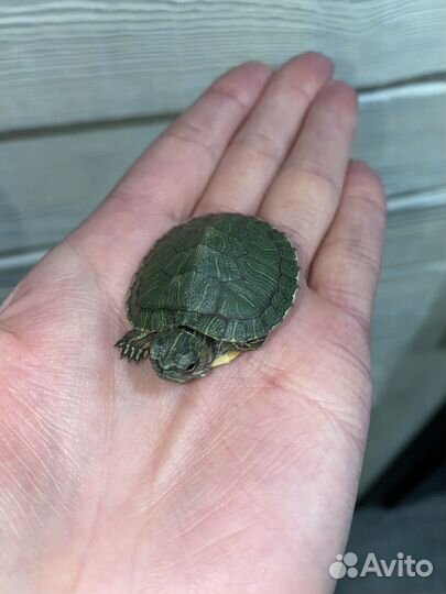 Черепаха водная