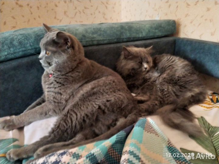 Британские котята