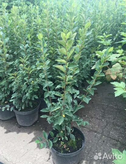 Кизильник блестящий