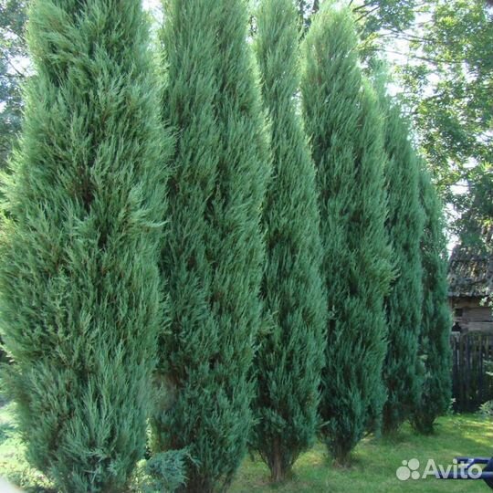 Хвойные растения