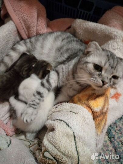 Кошка в дар