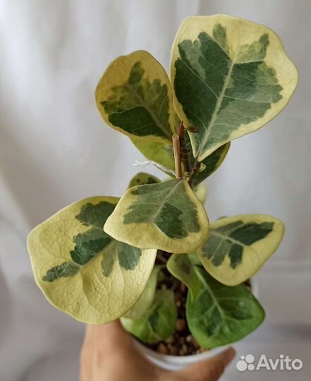 Фикусы разные