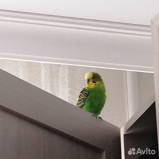 Волнистый попугай с клеткой