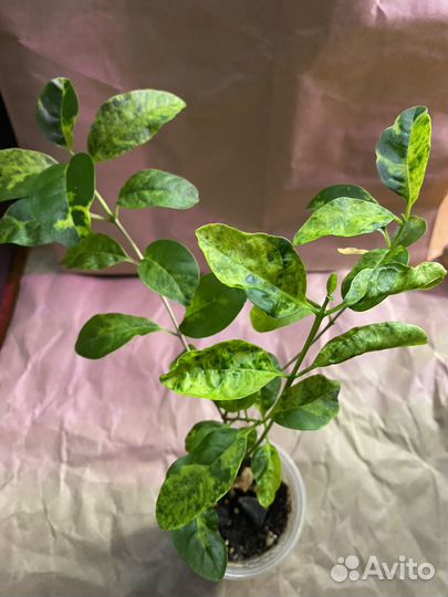 Комнатные растения