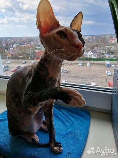 Донской сфинкс кошка ищет жениха