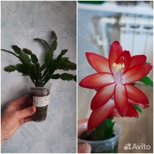 Декабрист, шлюмбергера