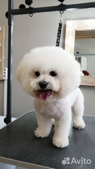 Груминг собак