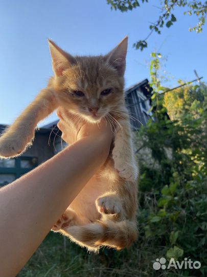 Котятки в добрые руки