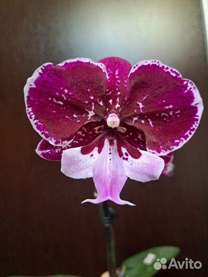 Фаленопсис Hot kiss