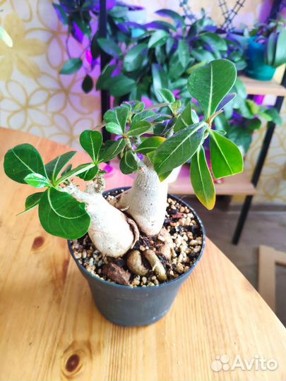 Адениум взрослый