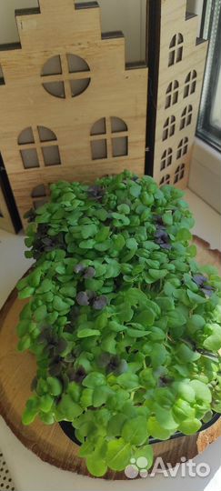 Микрозелень