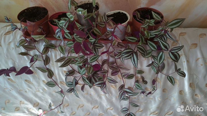 Традесканция зебрина