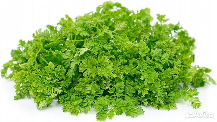 Кервель зелень