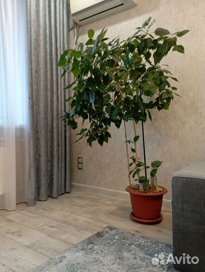 Гибискус китайская роза