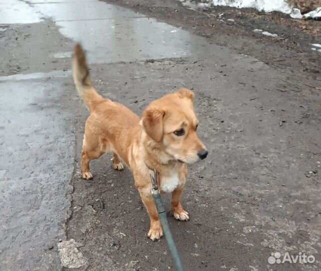 Собака в добрые руки отдам бесплатно коротколапик