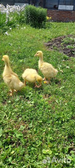 Гусята