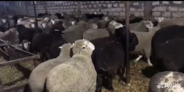 Бараны, матки, мясо