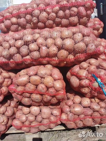 Продам картофель домашний