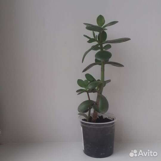 Кактусы и суккуленты