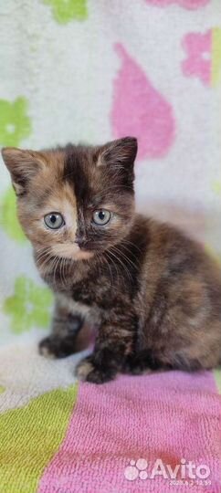 Шотландская кошечка