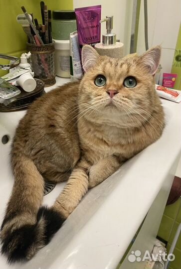 Вязка с шотландским котиком