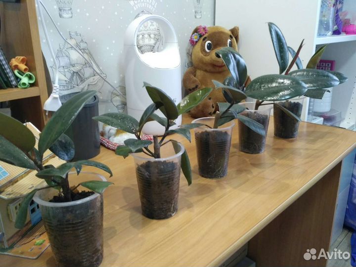 Фикус каучуконосный