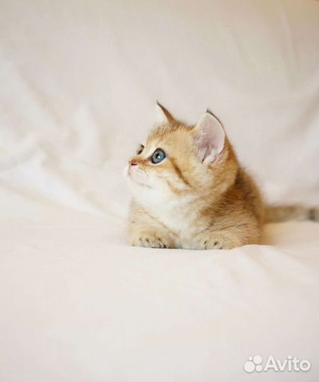 Котята золотой шиншиллы BRI NY11; NY12; NY25