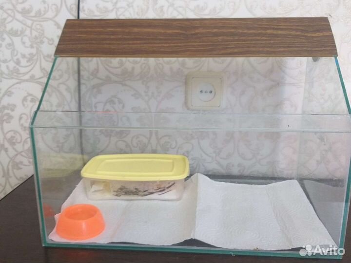 Ящерица эублефар с терариумом