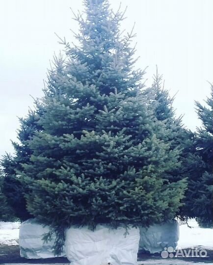 Ель голубая