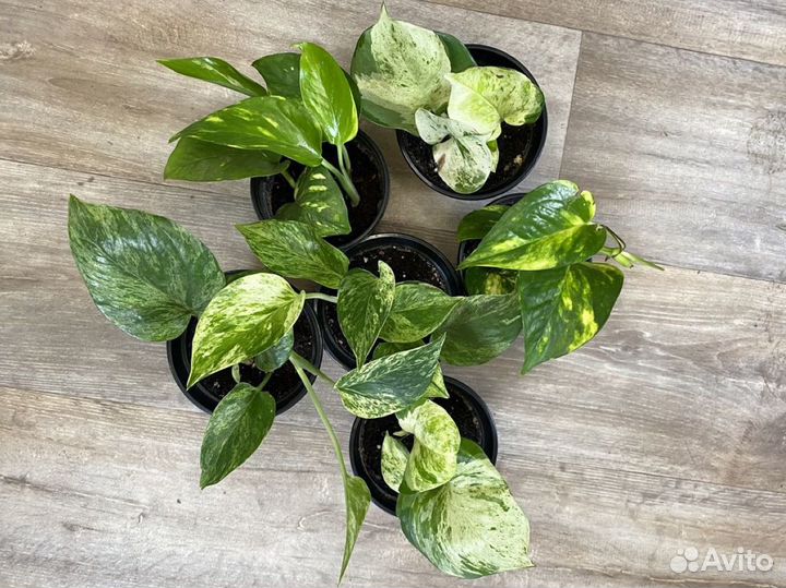 Сциндапсусы эпипремнумы