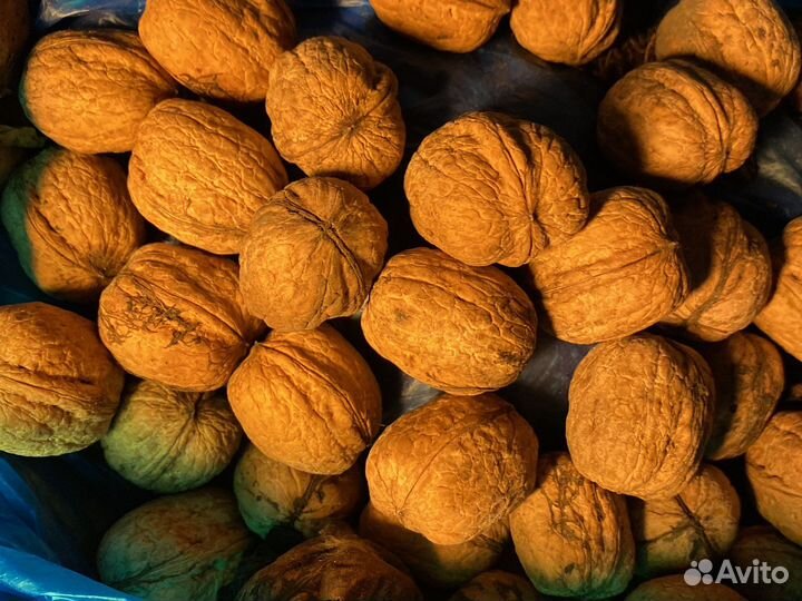 Орех грецкий