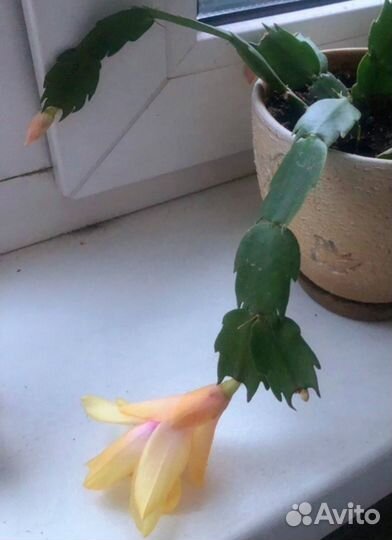 Декабрист шлюмбергера желтый, красный, коралл