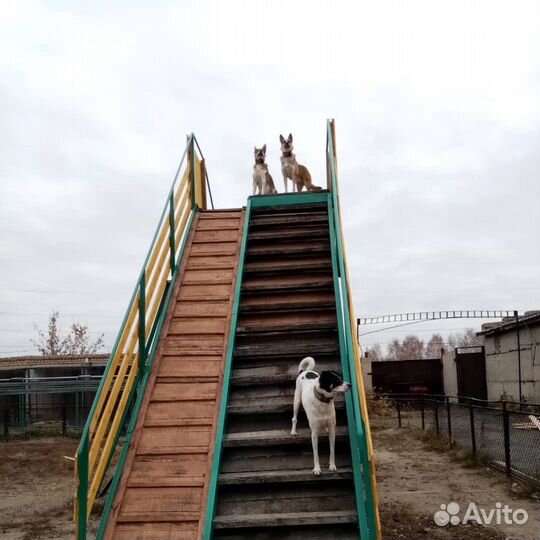 Гостиница для животных