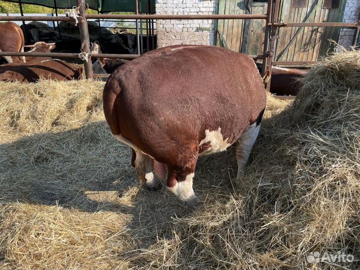 Быки герефорды на мясо 500+ кг