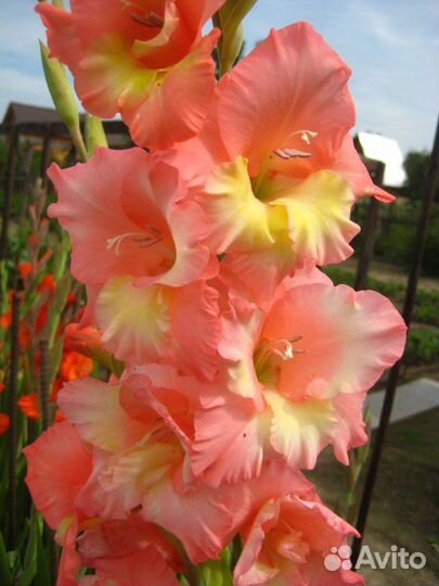 Гладиолусы букет