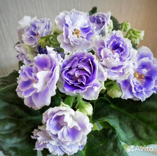 Фиалки сортовые детки