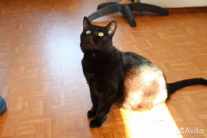 Кошка